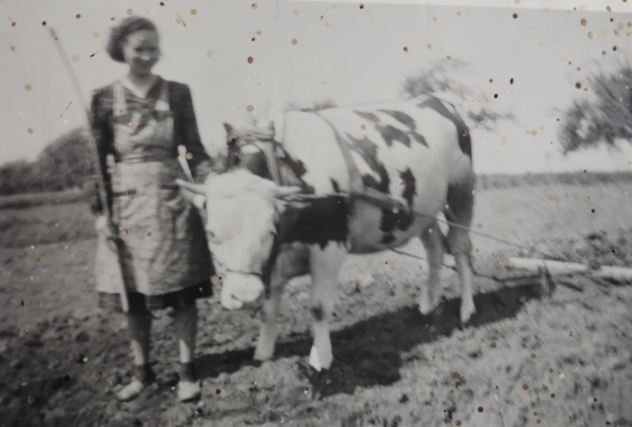 Elisabeth Oßfeld 50er Jahre mit Kuh